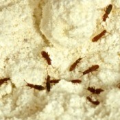 Bugs that have infested a flour jar.