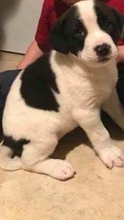 What Breed Is My Dog? - black and white puppy