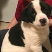 What Breed Is My Dog? - black and white puppy
