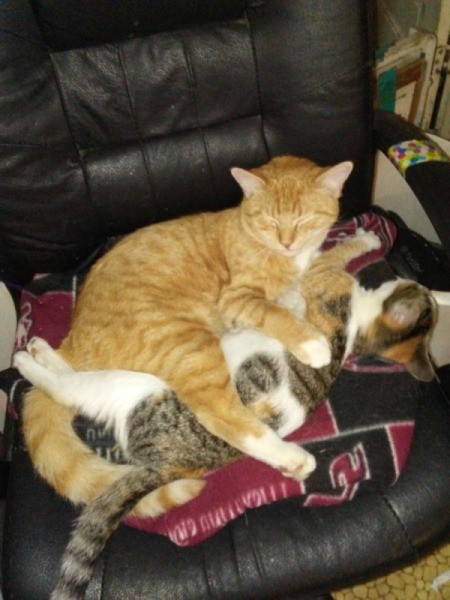 Emory Hugs Lilly (Siamese Mix and Calico) - cats entwined on chair