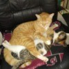 Emory Hugs Lilly (Siamese Mix and Calico) - cats entwined on chair