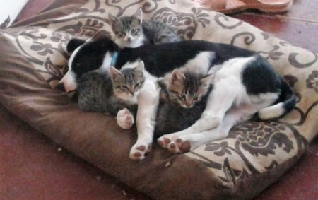 Kota (Border Collie/Australian Sheep Dog) - puppy in dog bed surrounded by gray, black, and white tabby marked kittens