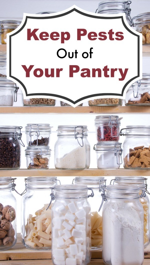 keep-pests-out-of-your-pantry-thriftyfun