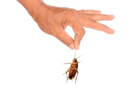 A hand holding a cockroach.