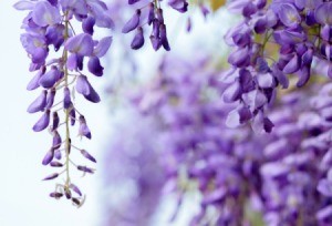 Beautiful flowering Wisteria