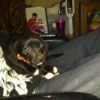 Is My Dog a Pit Bull? - small dark brown puppy in person's lap