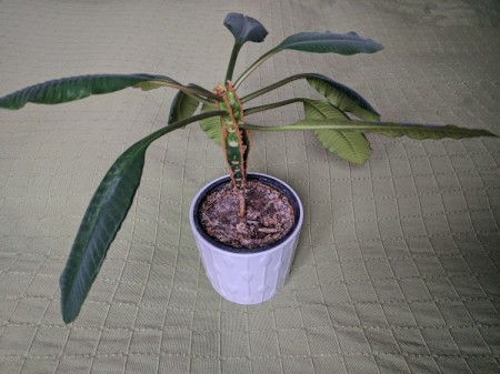 Identifying Houseplants - plant with tall segmented main stem and narrow banana like leaves