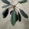 Identifying Houseplants - top down view of the tall plant