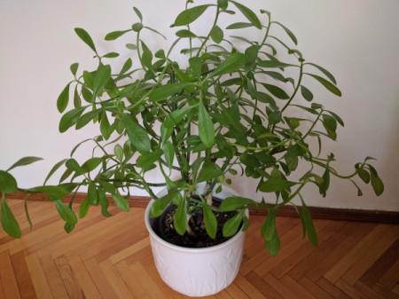 Identifying Houseplants - multi branched plant with medium green leaves
