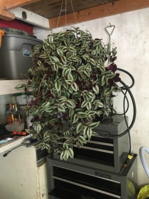 What Is This Houseplant? - looks like Wandering Jew