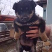 What Breed Is My Dog? black and tan puppy