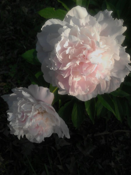 A very light pink peony in bloom.