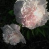 A very light pink peony in bloom.