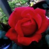 Beautiful Red Rose - red rose