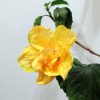 Hibiscus Rosa Sinensis - yellow flower blooming inside