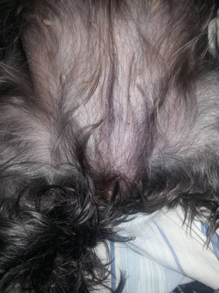 Dog Has Lump on Belly