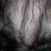 Dog Has Lump on Belly - lump under skin