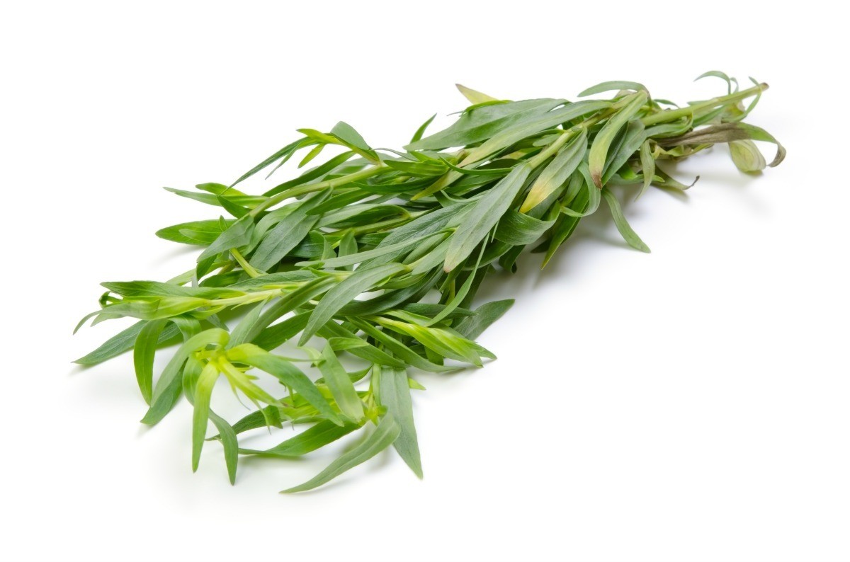 Growing Tarragon | ThriftyFun