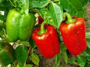 Red and green bell peppers.