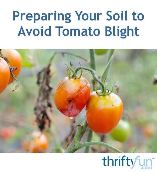 tomato blight cures