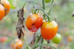 Tomato Blight diseased plants