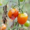 Tomato Blight diseased plants