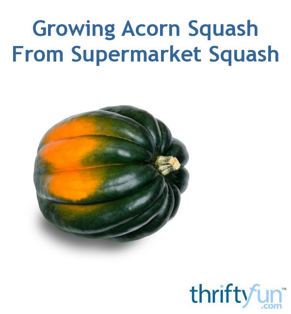 Growing Acorn Squash from Supermarket Squash? ThriftyFun