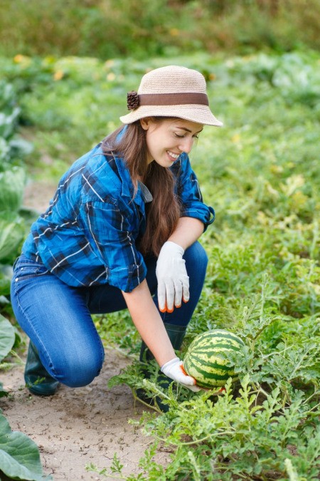 Ripe Melon