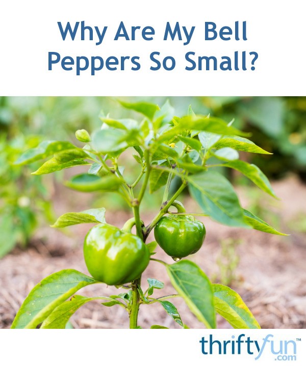 Why Are My Bell Peppers So Small? ThriftyFun