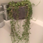 What Is This Houseplant? - trailing plant with small green leaves