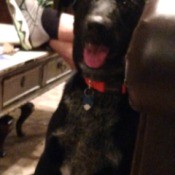 What Breed Is My Dog? tall black dog with narrow snout