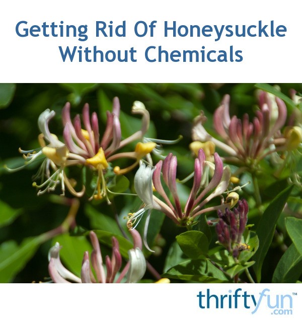 Getting Rid Of Honeysuckle Without Chemicals? ThriftyFun