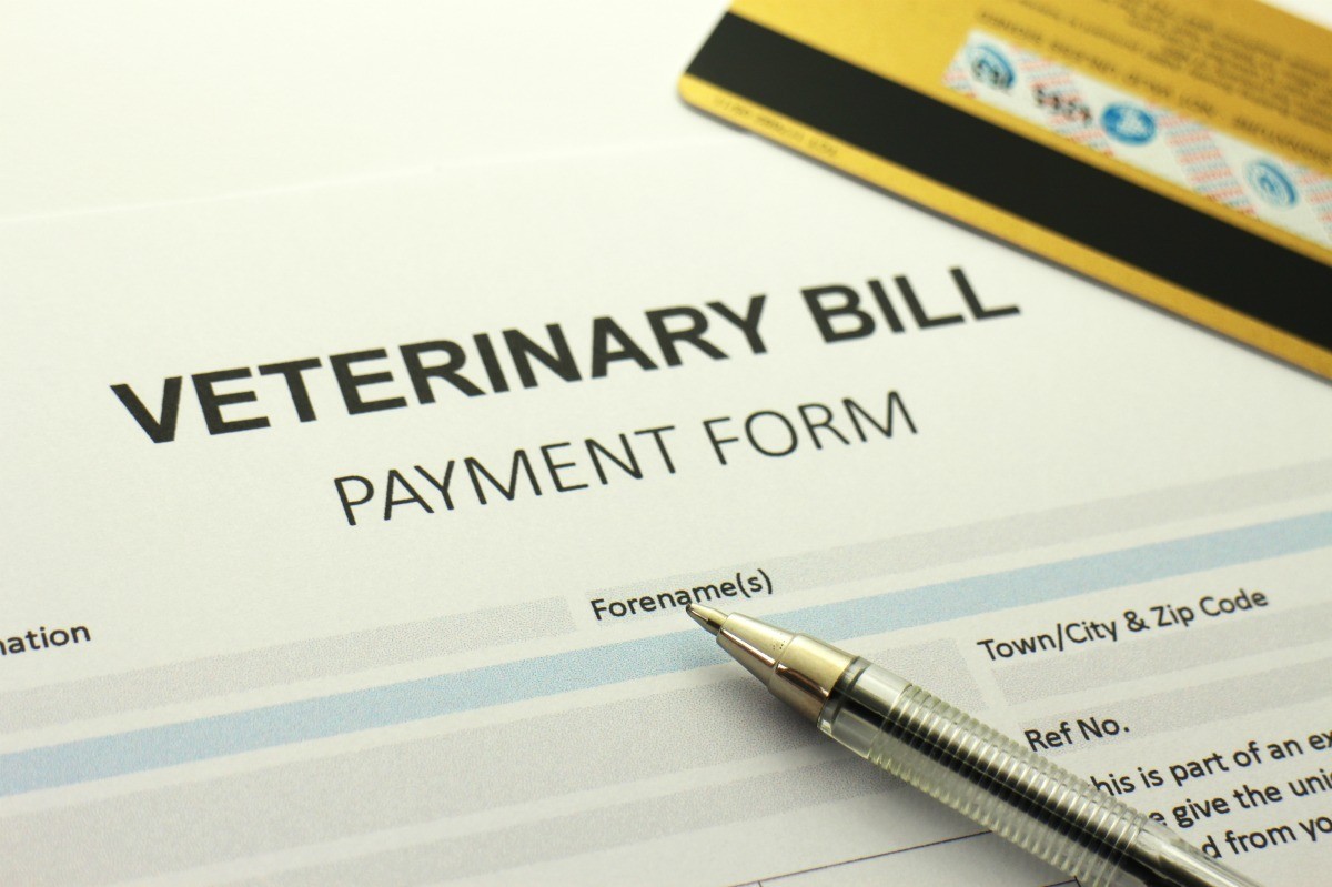 Saving Money on Veterinary Expenses ThriftyFun