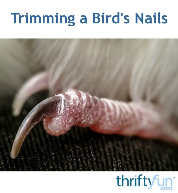 Trimming a Bird's Nails? ThriftyFun