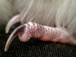 A close up of a pet bird's foot and nails.