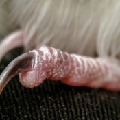 A close up of a pet bird's foot and nails.