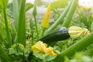 A zucchini plant in the garden with flower and a young zucchini squash.