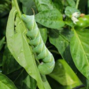 A hornworm pest to tomatoes.