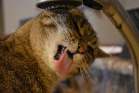 Gracie (Tabby) - cat drinking from faucet
