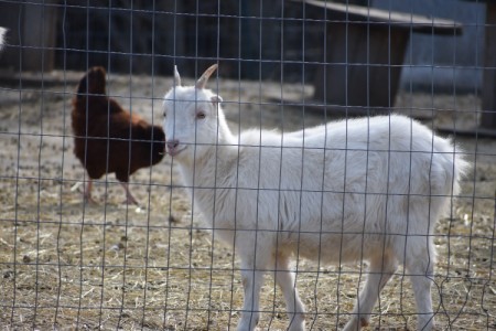 Deloris (La Mancha Saanen Cross- Goat) - white goat in pen