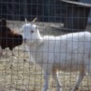 Deloris (La Mancha Saanen Cross- Goat) - white goat in pen