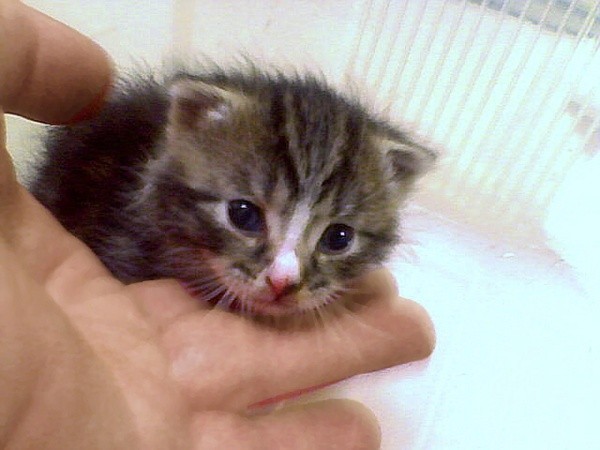 A very small kitten with a white stripe on its forehead.