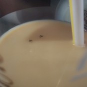 Identifying Flying Insects - tiny insects floating in drink