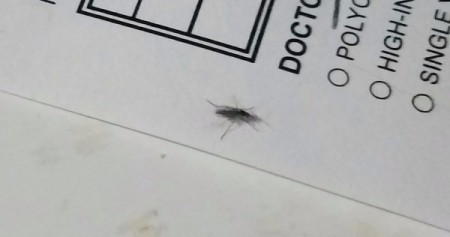 Identifying Flying Insects - tiny insect on piece of paper
