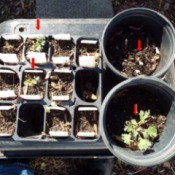A garden tray of seedlings.