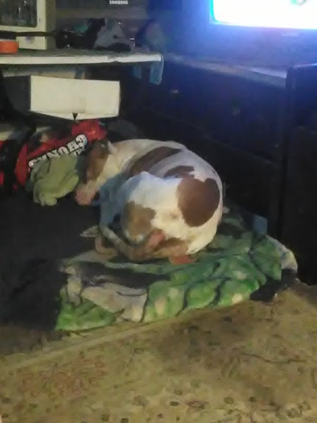 Finding Inexpensive Pet Clinic - brown and white dog sleeping on his bed