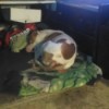 Finding Inexpensive Pet Clinic - brown and white dog sleeping on his bed