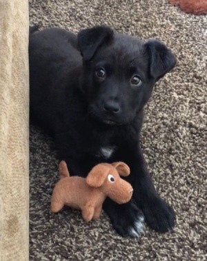 What Breed Is My Puppy? - black puppy with toy