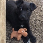What Breed Is My Puppy? - black puppy with toy