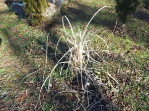 Wear Gardening Gloves For The Unexpected - pampas grass